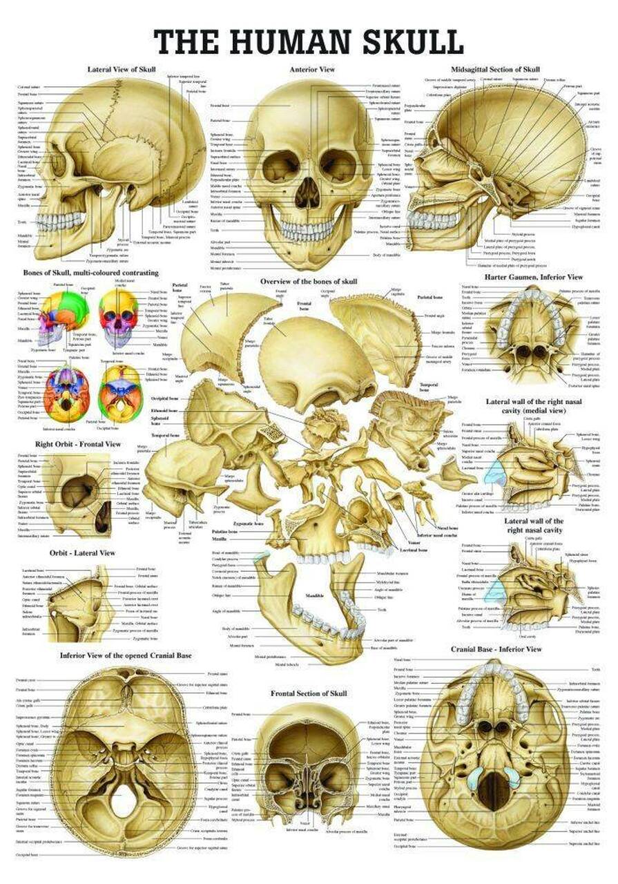 Detail Pics Of Human Skulls Nomer 40