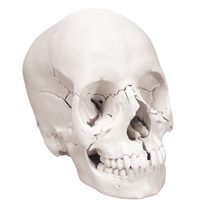 Detail Pics Of Human Skulls Nomer 49