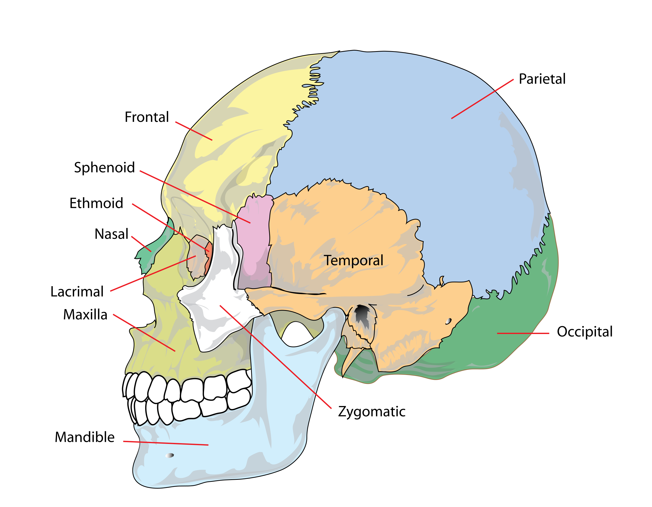 Detail Pics Of Human Skulls Nomer 58