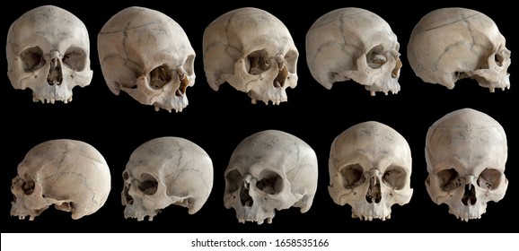 Detail Pics Of Human Skulls Nomer 10