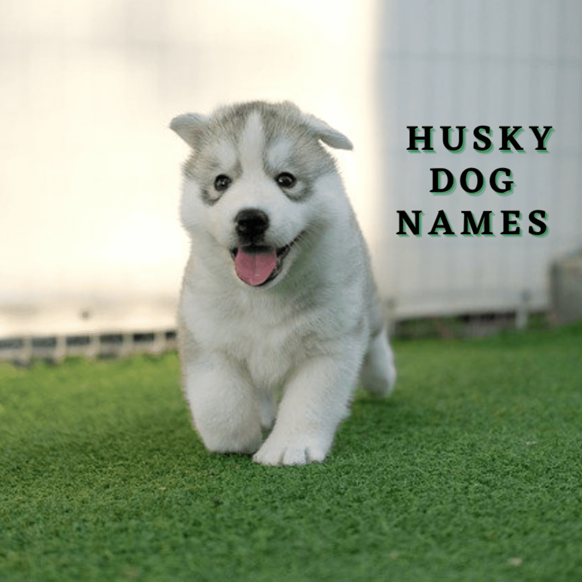 Download Pics Of Huskies Dogs Nomer 24