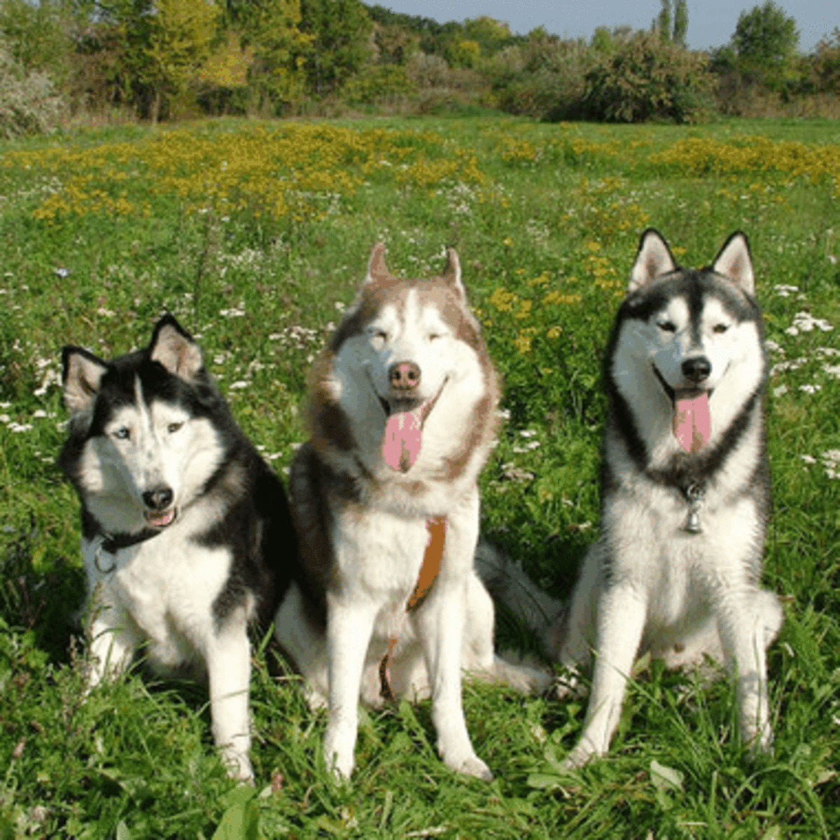 Detail Pics Of Huskies Dogs Nomer 34