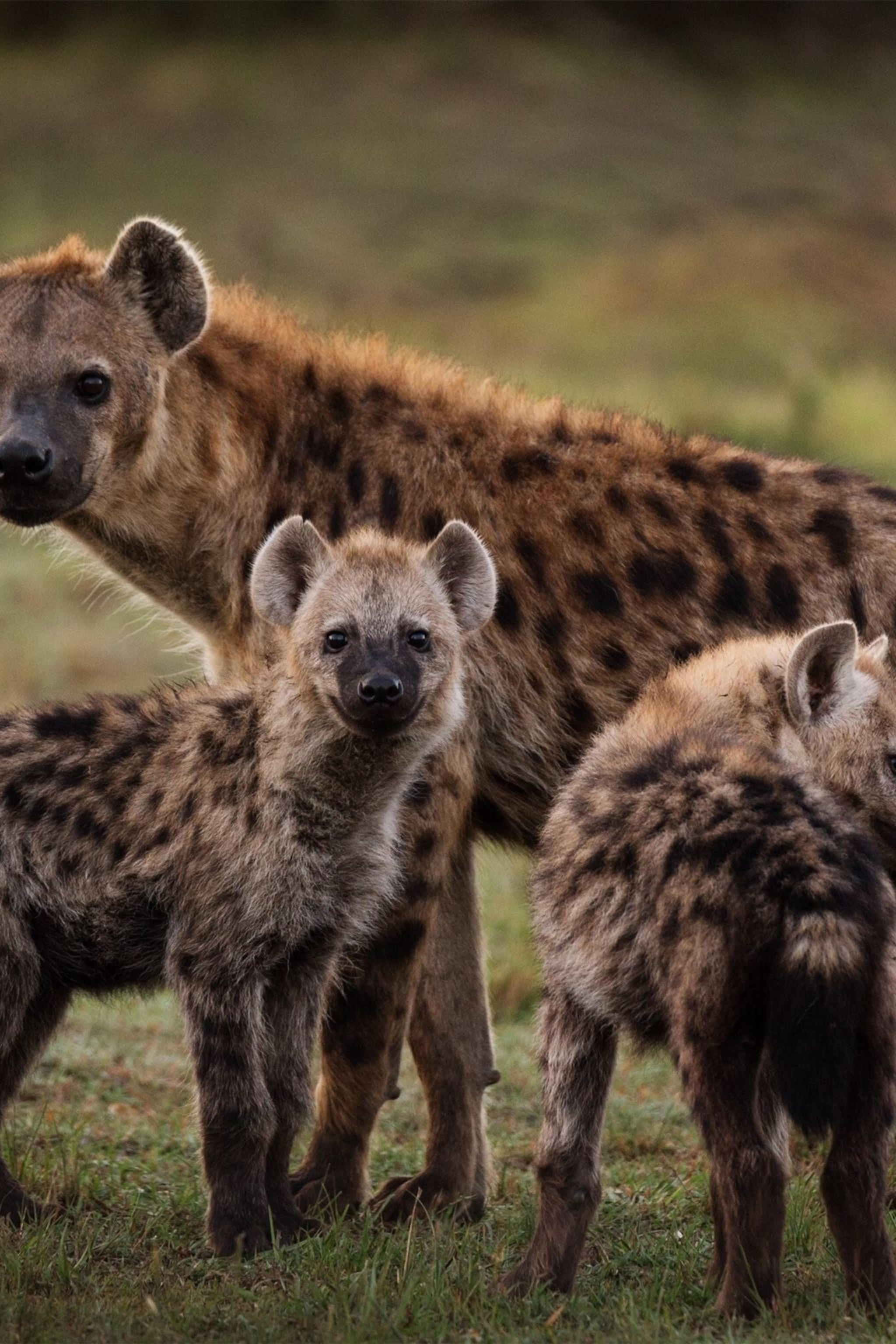 Detail Pics Of Hyenas Nomer 26