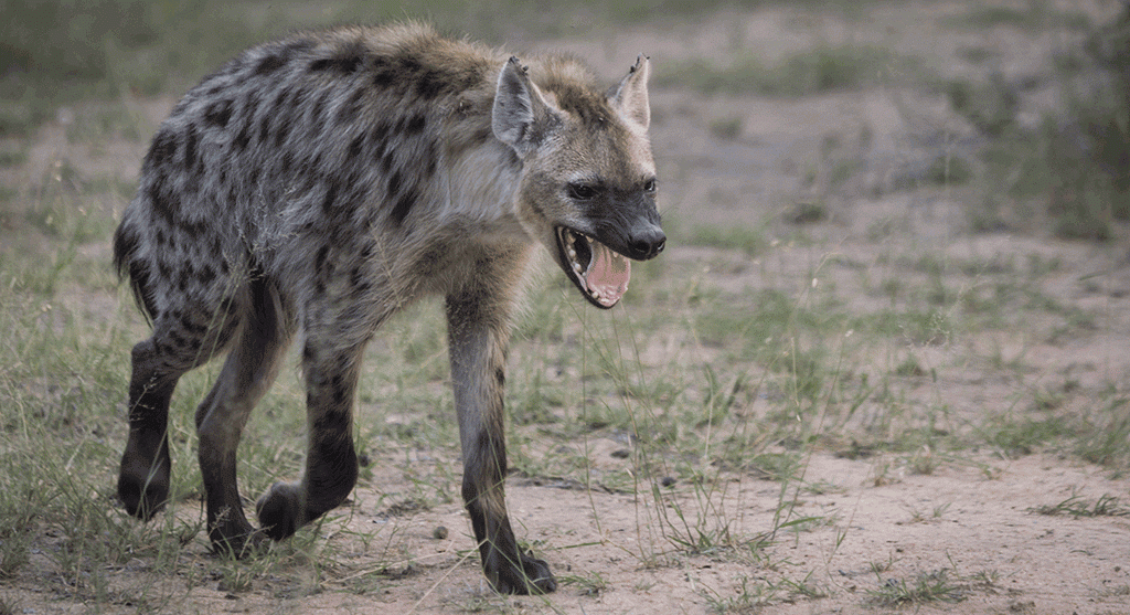 Detail Pics Of Hyenas Nomer 39
