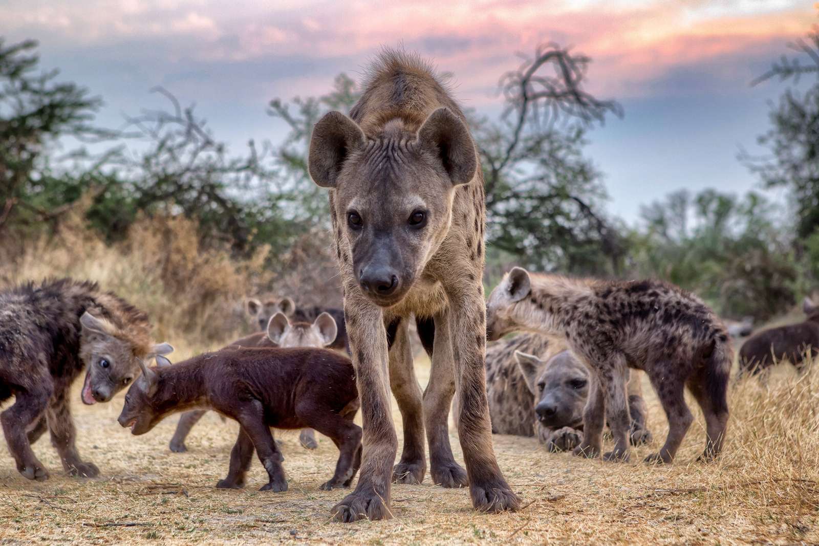 Detail Pics Of Hyenas Nomer 40