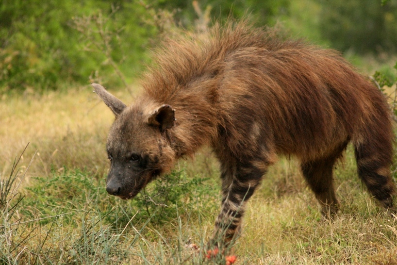 Detail Pics Of Hyenas Nomer 43
