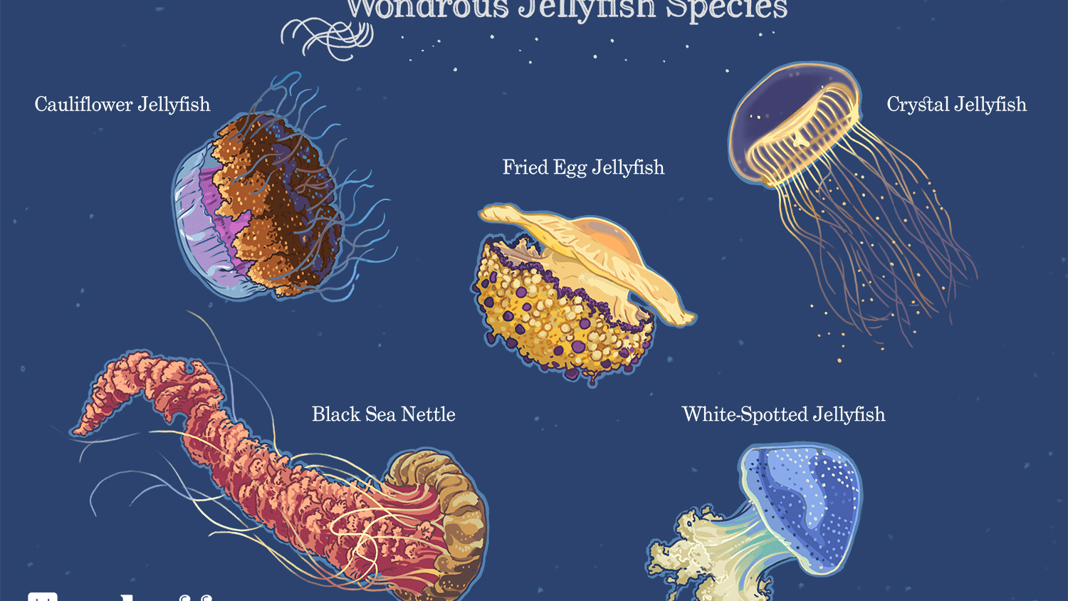 Detail Pics Of Jelly Fish Nomer 18