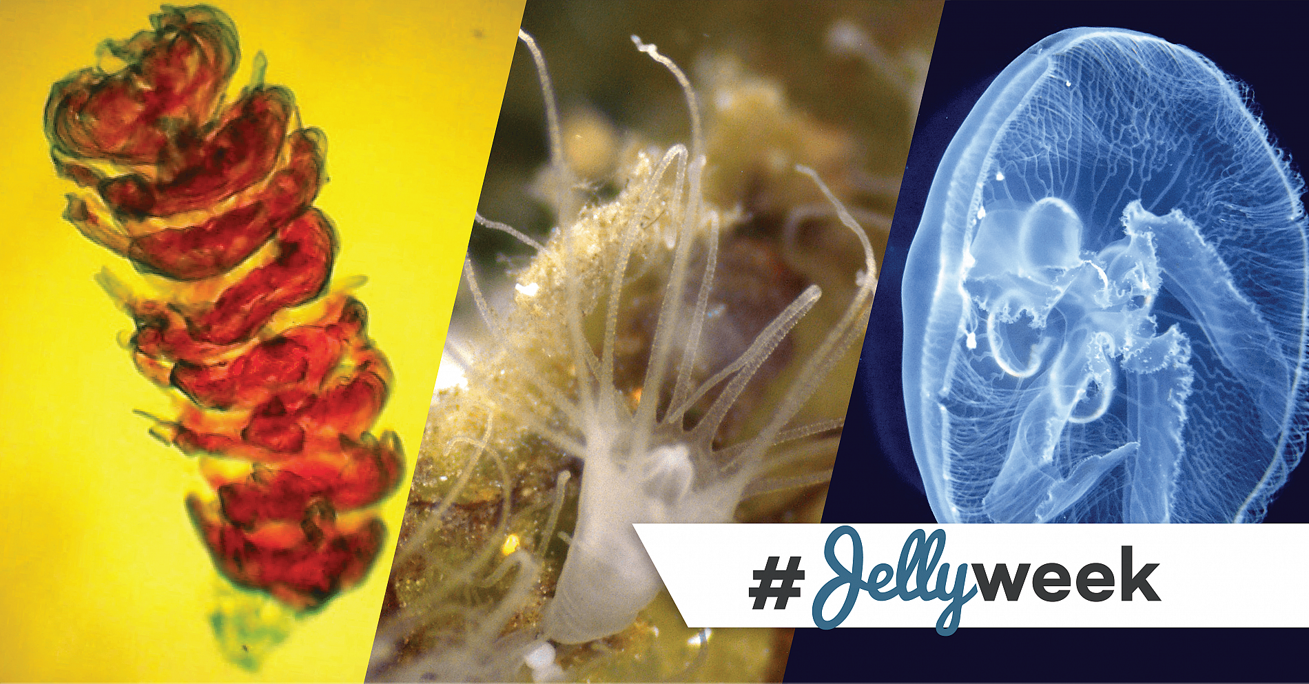 Detail Pics Of Jelly Fish Nomer 58