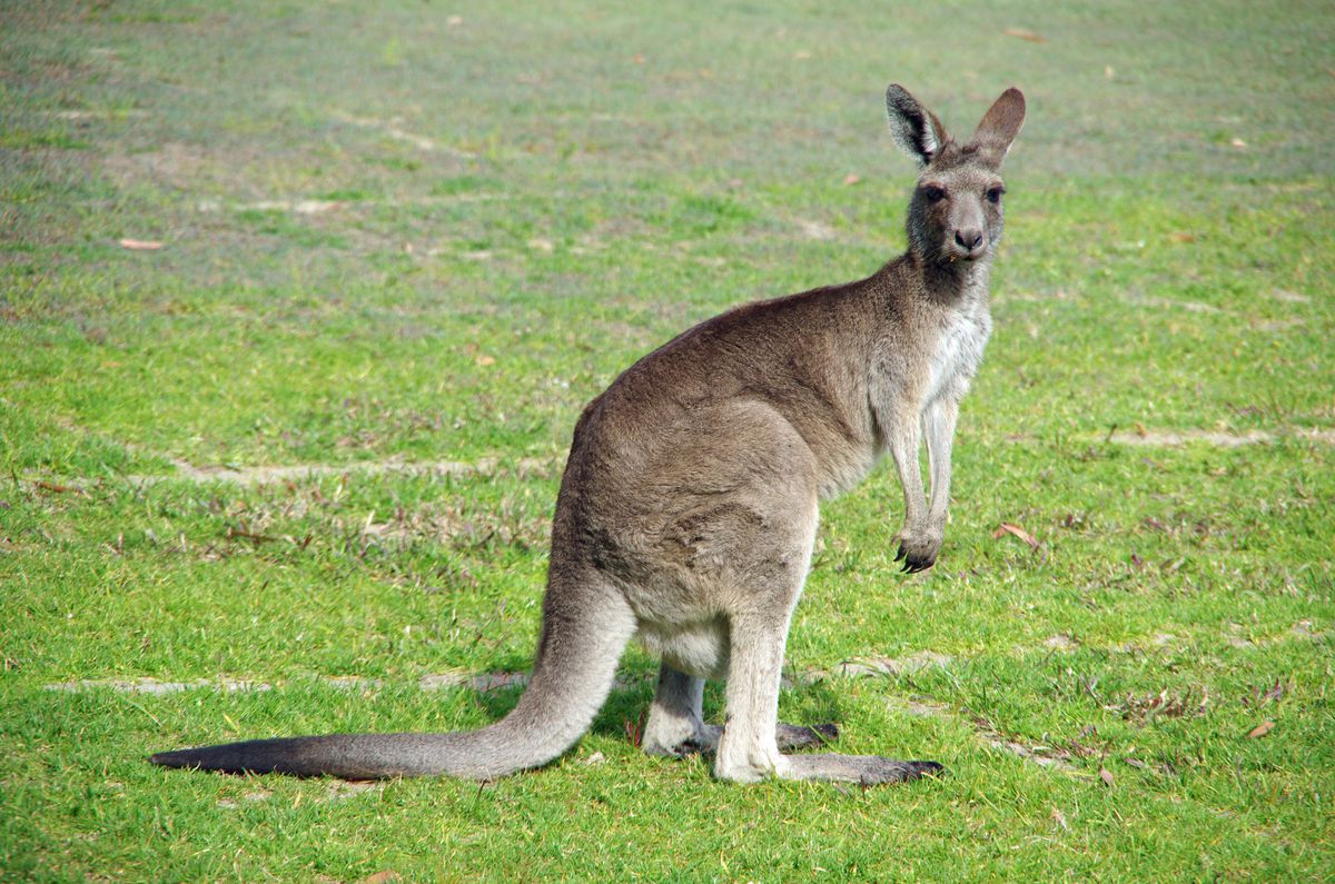Detail Pics Of Kangaroos Nomer 19