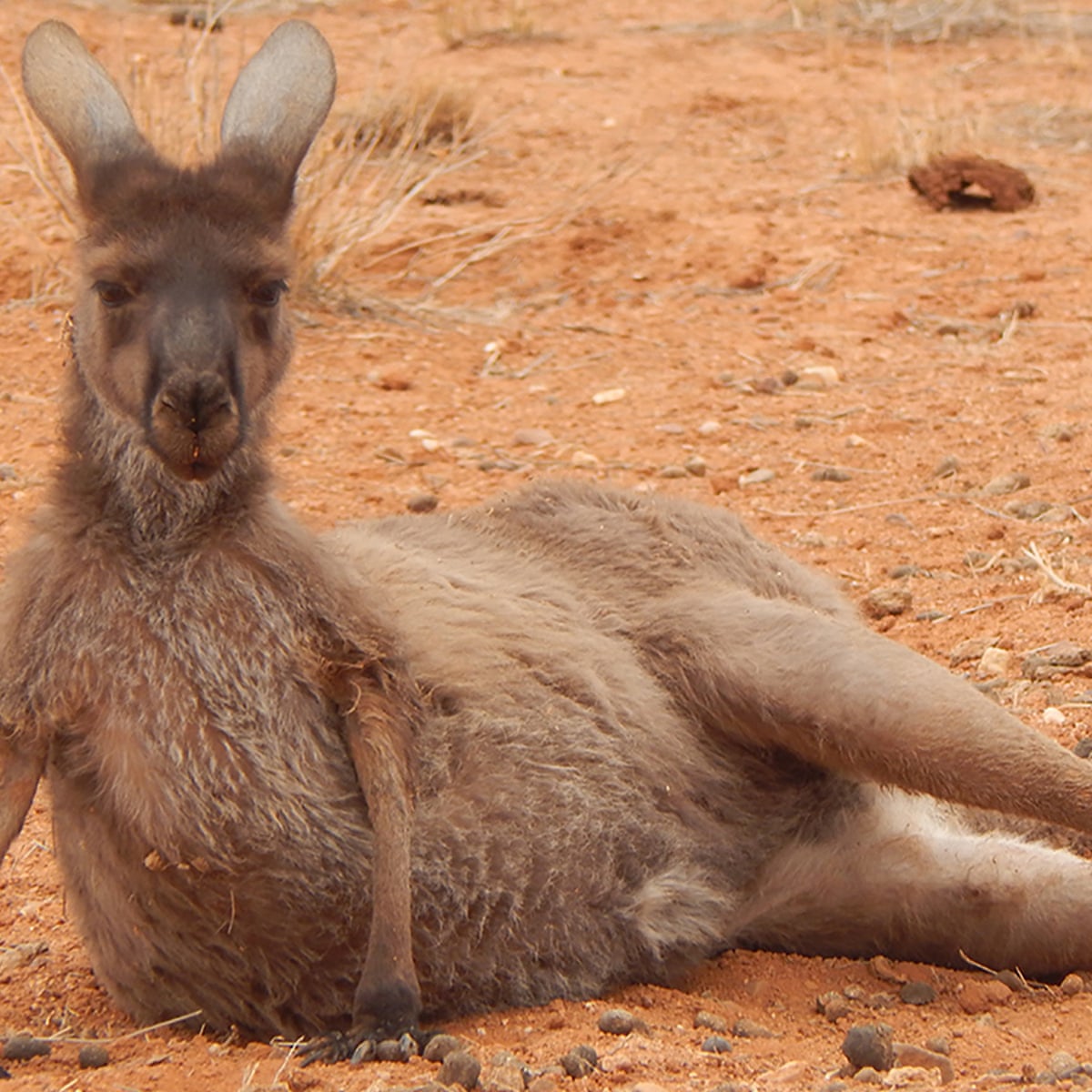 Detail Pics Of Kangaroos Nomer 32