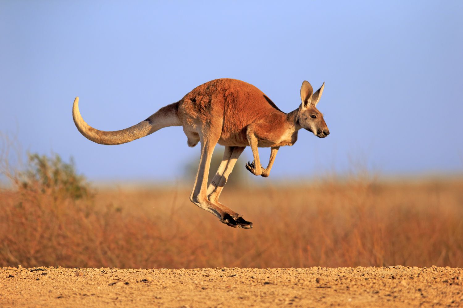 Detail Pics Of Kangaroos Nomer 5