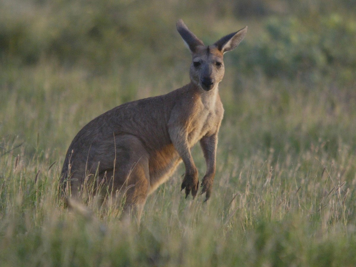 Detail Pics Of Kangaroos Nomer 46