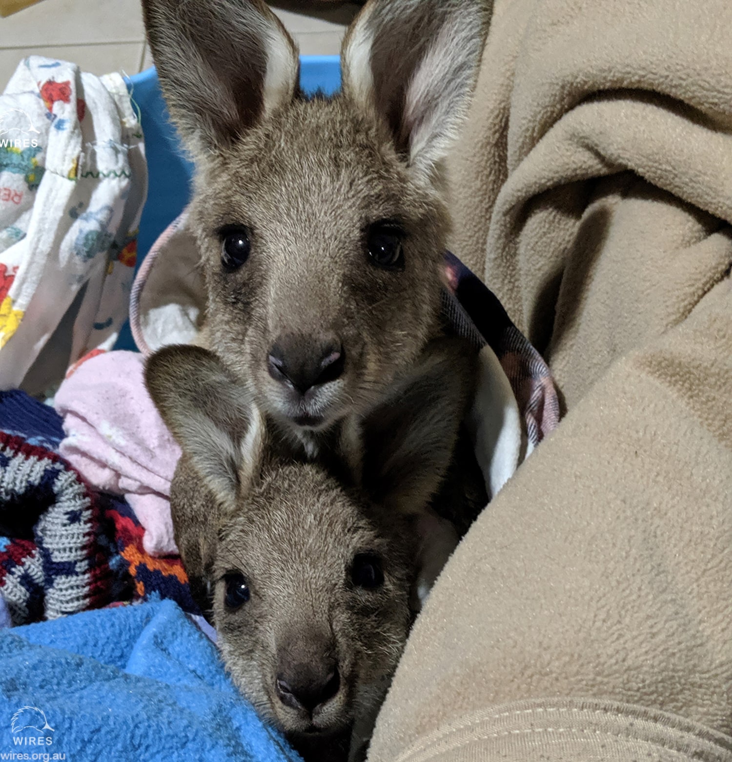 Detail Pics Of Kangaroos Nomer 51