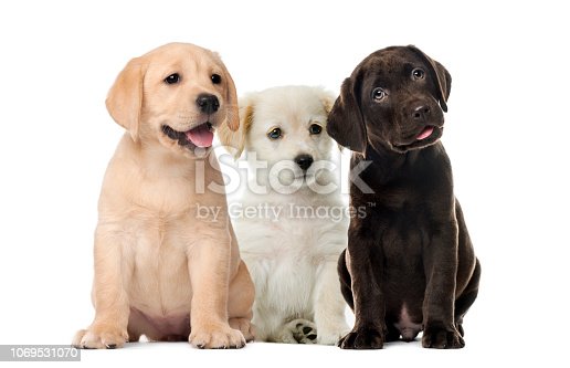 Detail Pics Of Labrador Puppy Nomer 15