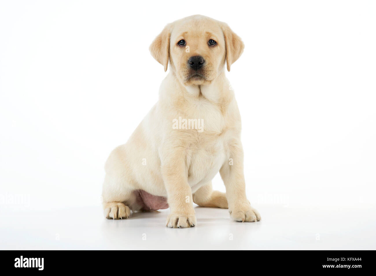 Detail Pics Of Labrador Puppy Nomer 22