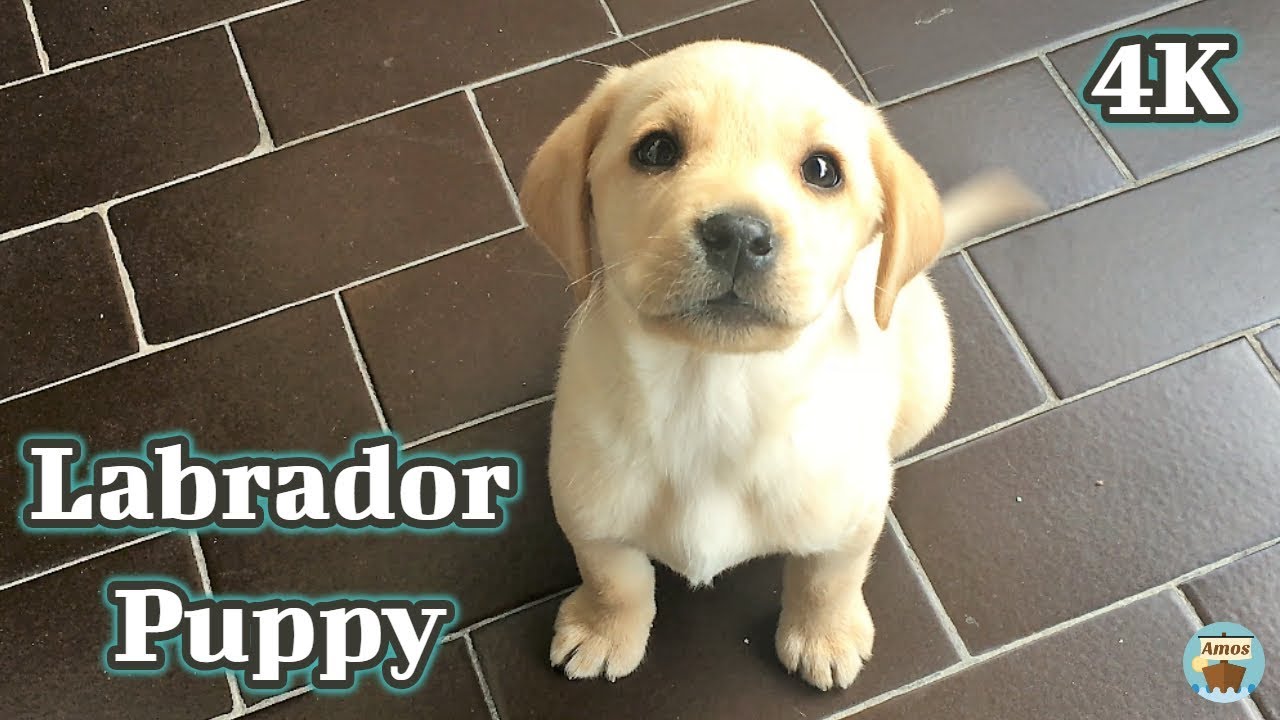 Detail Pics Of Labrador Puppy Nomer 33