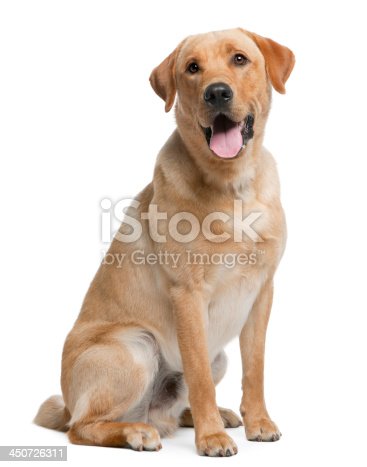 Detail Pics Of Labrador Retrievers Nomer 29