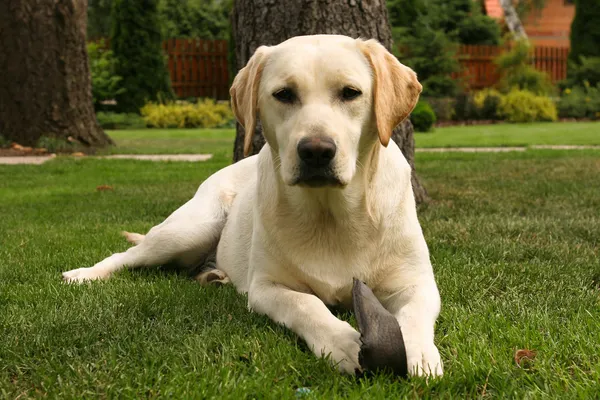 Detail Pics Of Labrador Retrievers Nomer 34