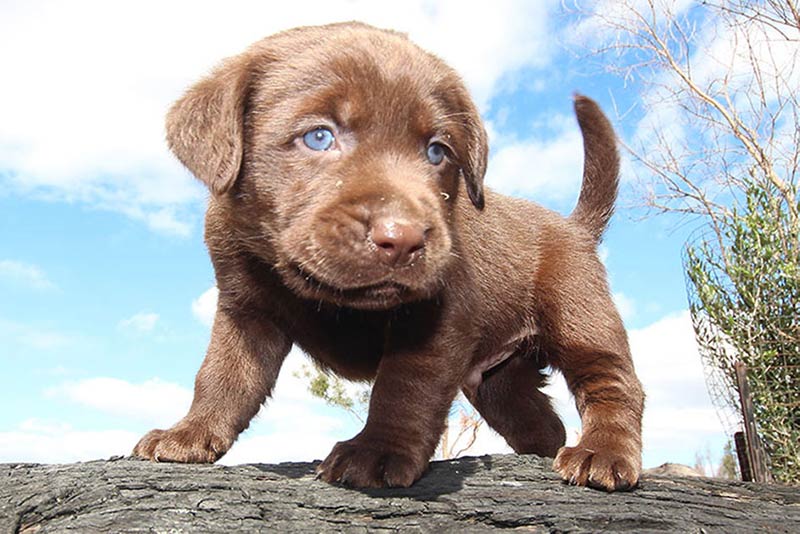 Detail Pics Of Labrador Retrievers Nomer 35