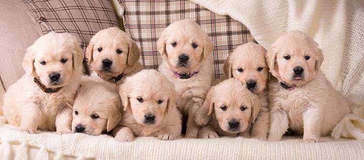 Detail Pics Of Labrador Retrievers Nomer 52