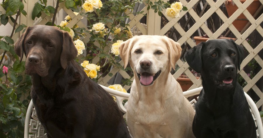 Detail Pics Of Labrador Retrievers Nomer 56