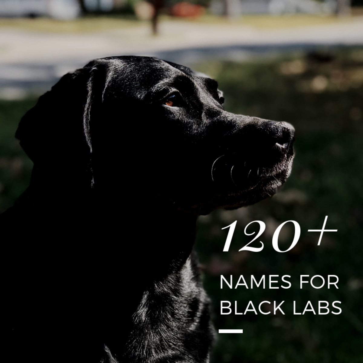 Detail Pics Of Labs Dogs Nomer 48