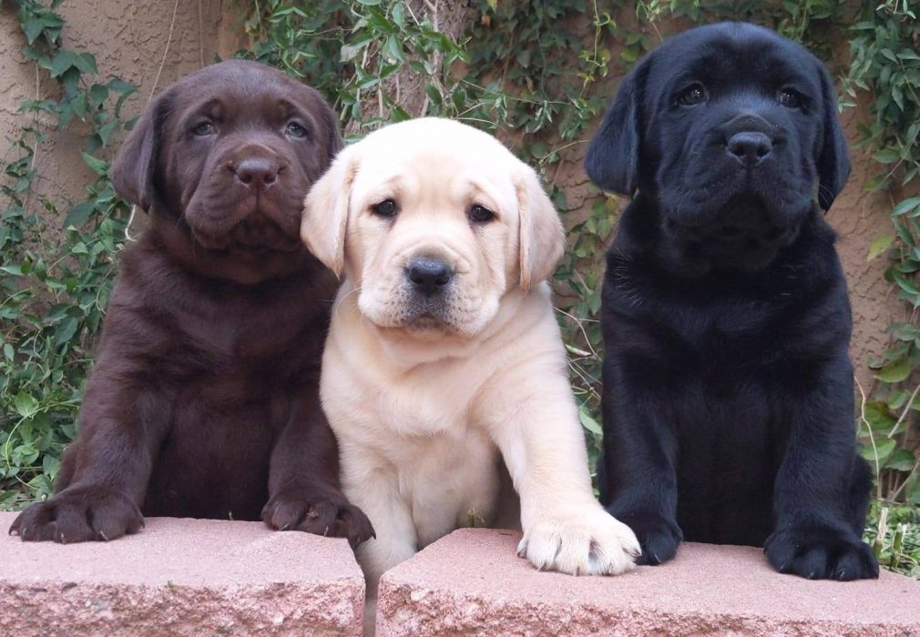 Pics Of Labs Puppies - KibrisPDR