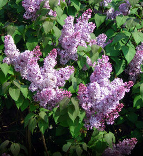 Detail Pics Of Lilac Bushes Nomer 16