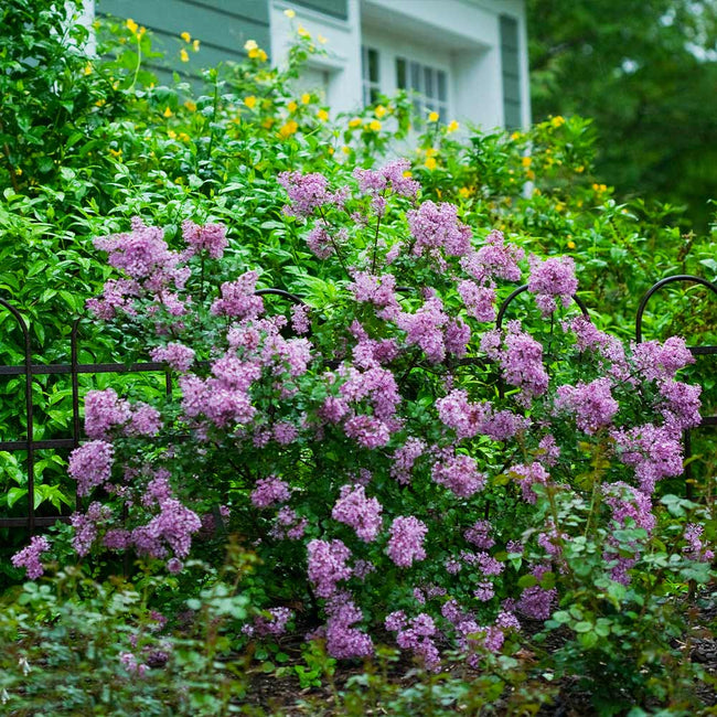 Detail Pics Of Lilac Bushes Nomer 17