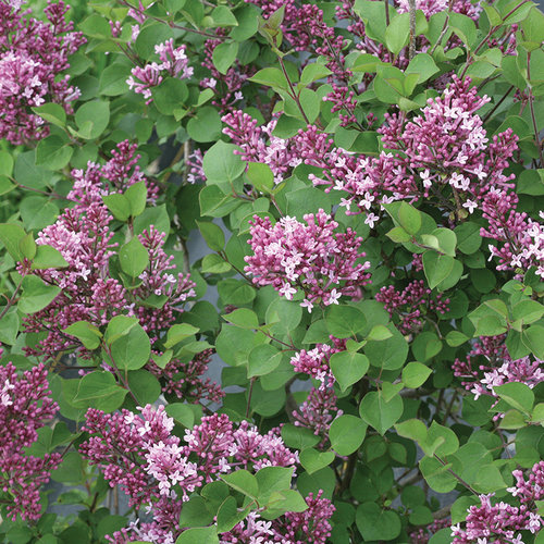 Detail Pics Of Lilac Bushes Nomer 33