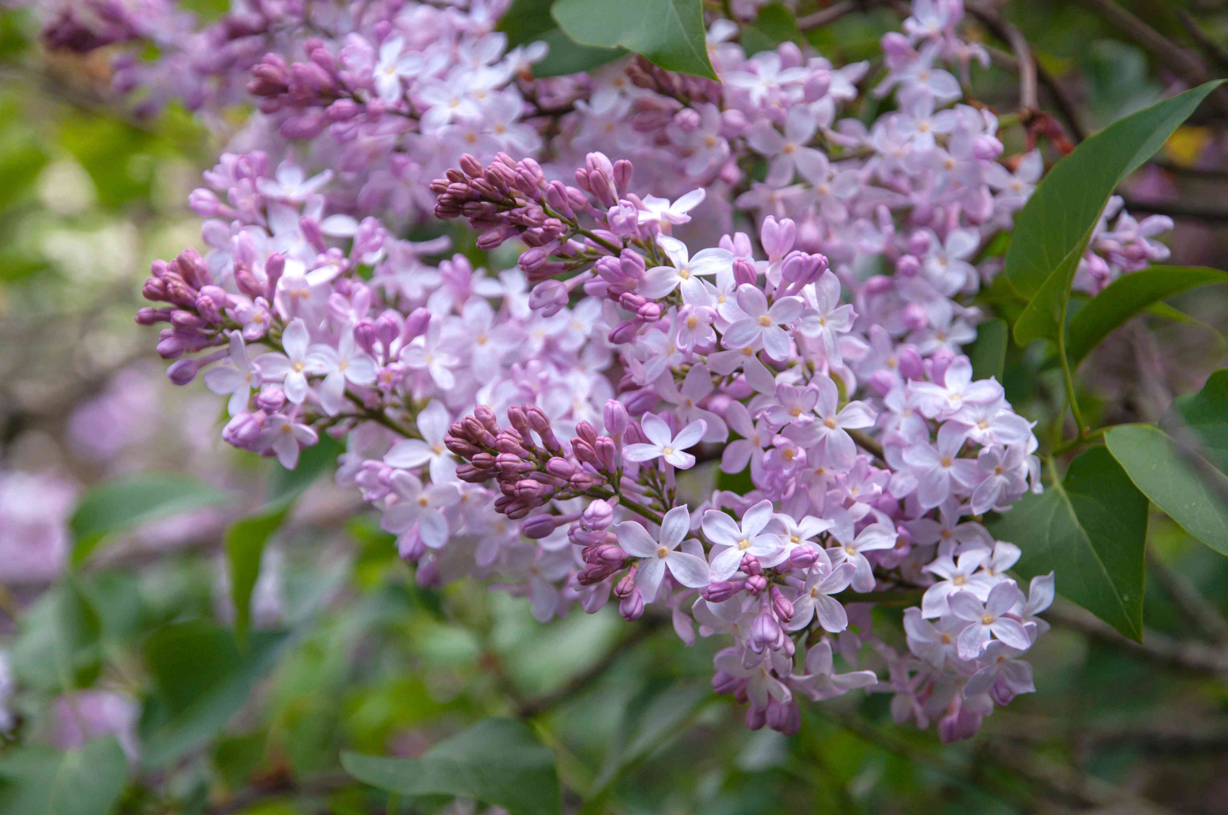 Detail Pics Of Lilac Bushes Nomer 42