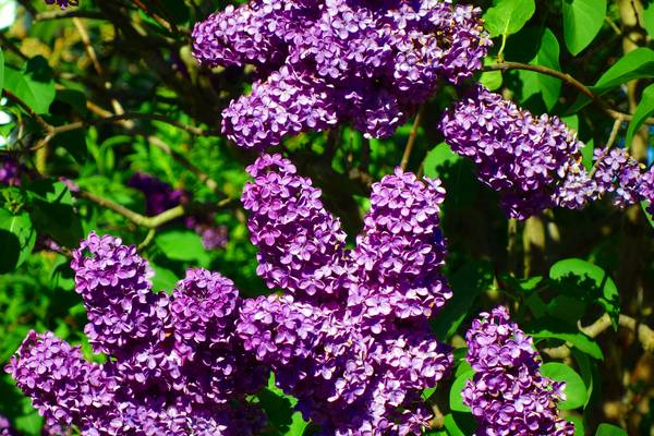 Detail Pics Of Lilac Bushes Nomer 44