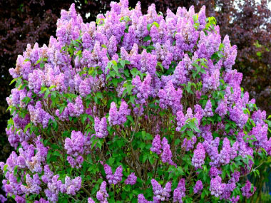 Detail Pics Of Lilac Bushes Nomer 10