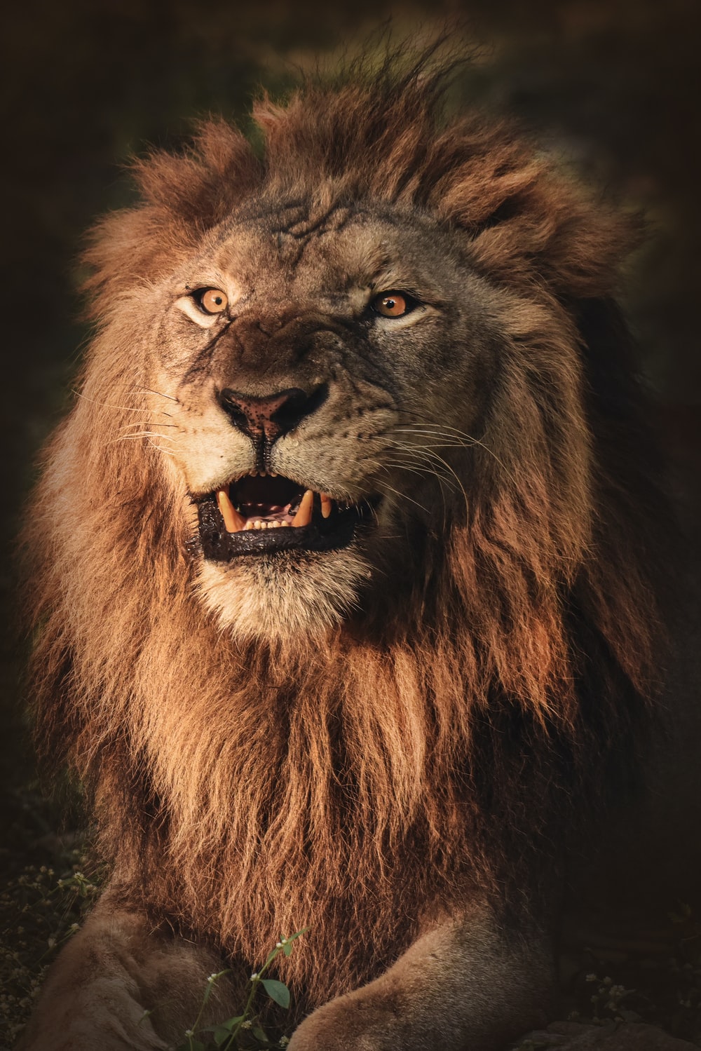 Detail Pics Of Lion King Nomer 9