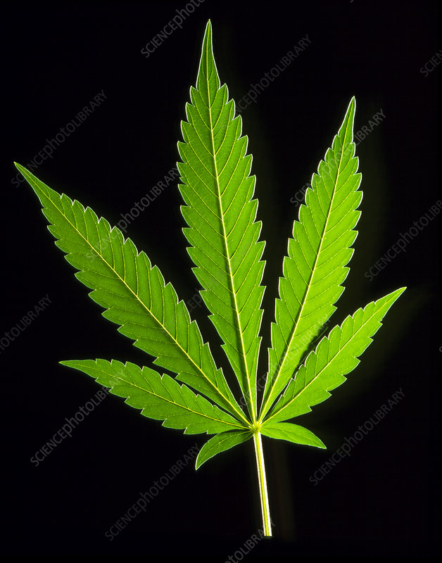 Detail Pics Of Marijuana Leaves Nomer 17