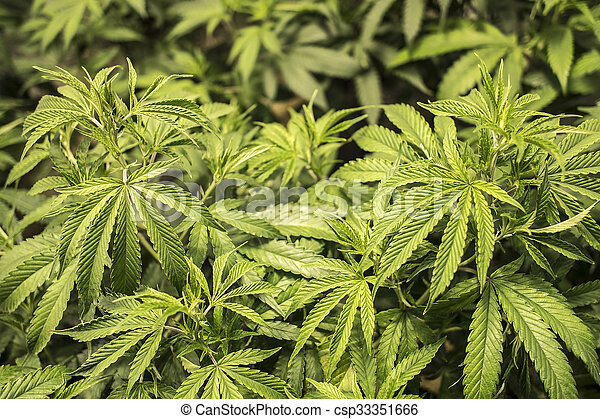 Detail Pics Of Marijuana Leaves Nomer 20