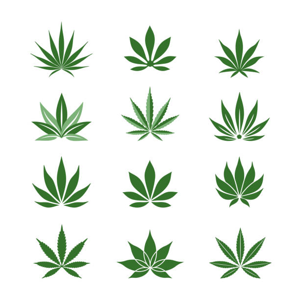 Detail Pics Of Marijuana Leaves Nomer 3