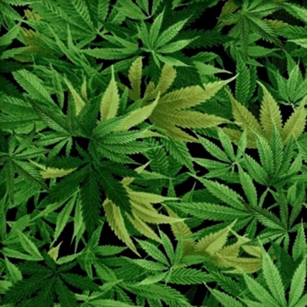 Detail Pics Of Marijuana Leaves Nomer 22