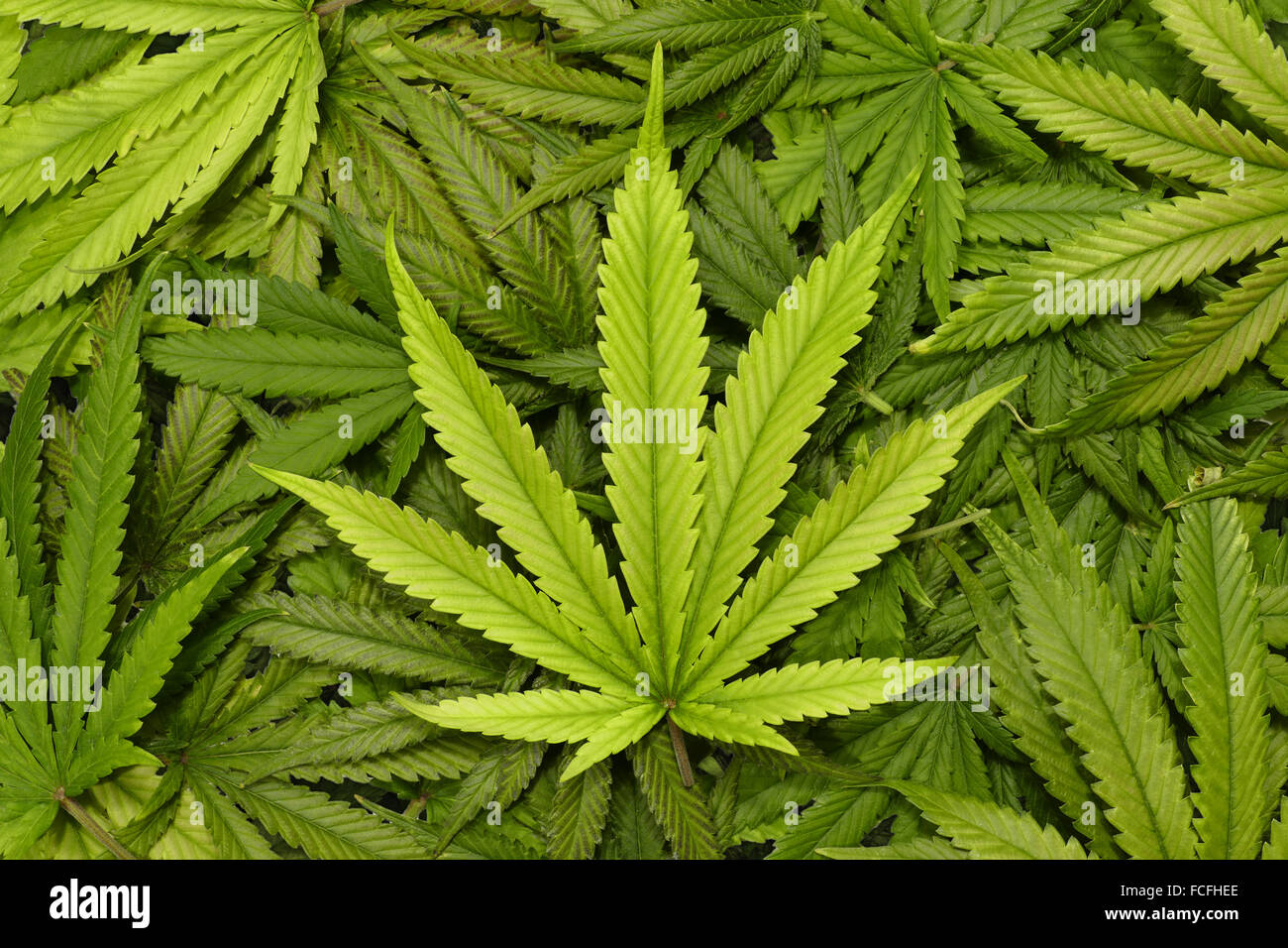 Detail Pics Of Marijuana Leaves Nomer 4