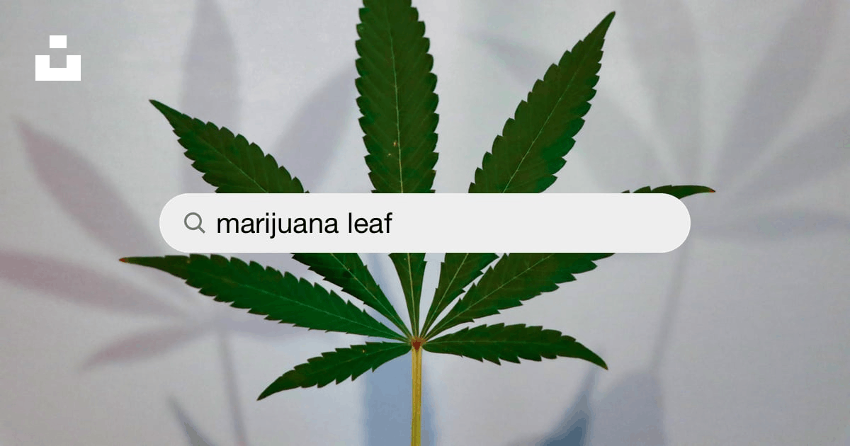 Detail Pics Of Marijuana Leaves Nomer 56