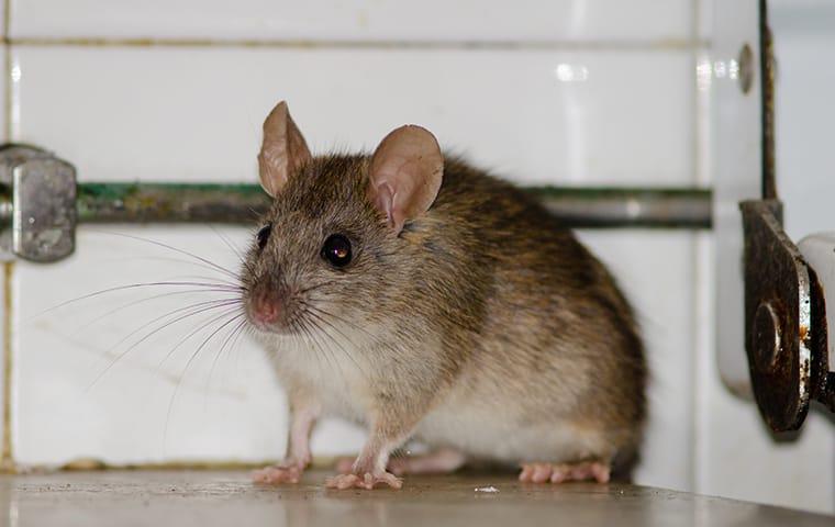 Detail Pics Of Mice And Rats Nomer 25