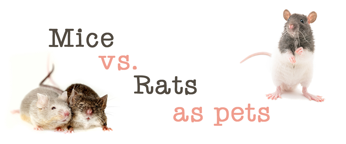 Detail Pics Of Mice And Rats Nomer 28