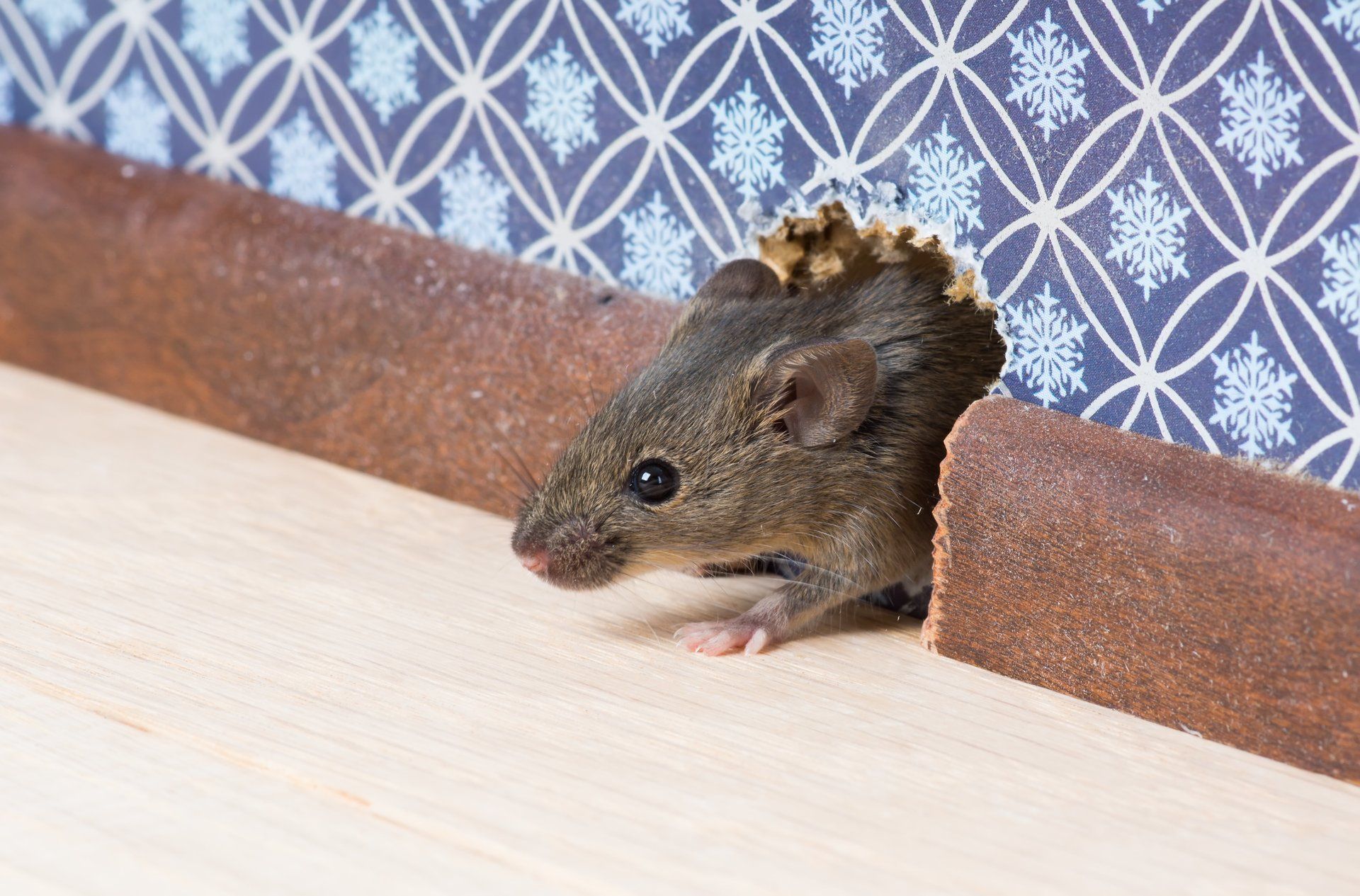 Detail Pics Of Mice And Rats Nomer 31