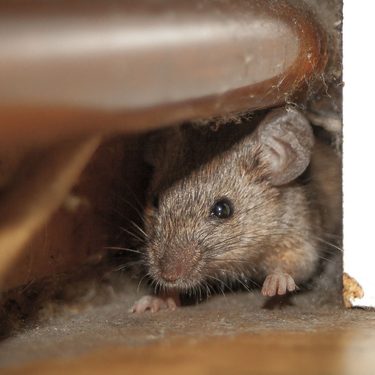 Detail Pics Of Mice And Rats Nomer 32