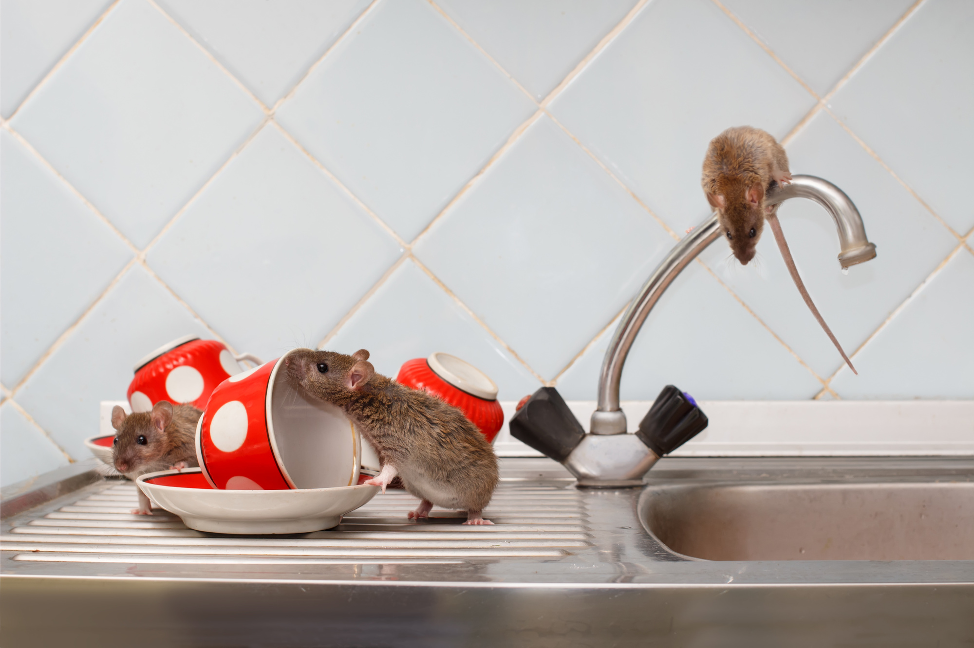 Detail Pics Of Mice And Rats Nomer 33