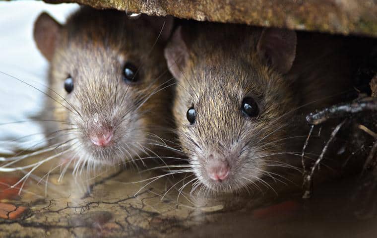 Detail Pics Of Mice And Rats Nomer 34