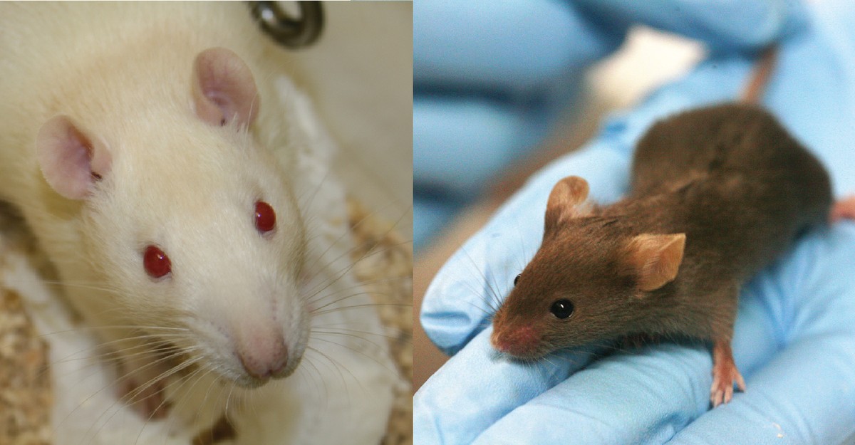Detail Pics Of Mice And Rats Nomer 35