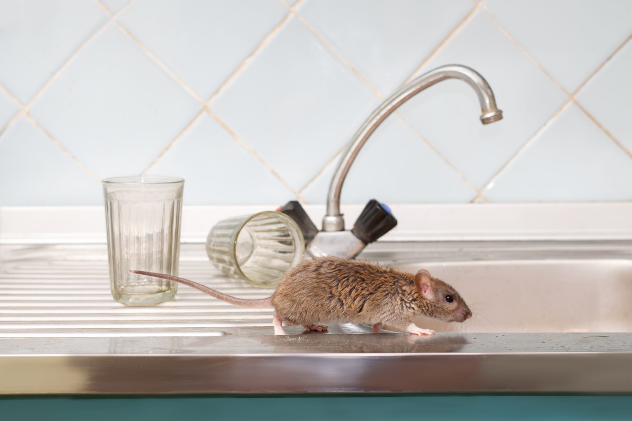 Detail Pics Of Mice And Rats Nomer 36