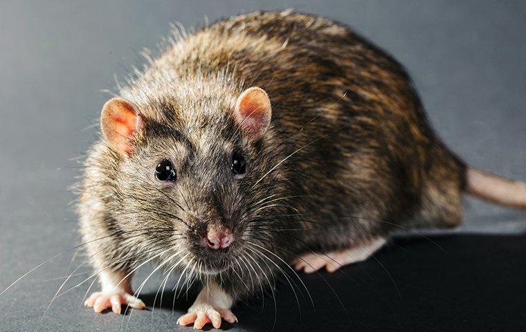 Detail Pics Of Mice And Rats Nomer 43