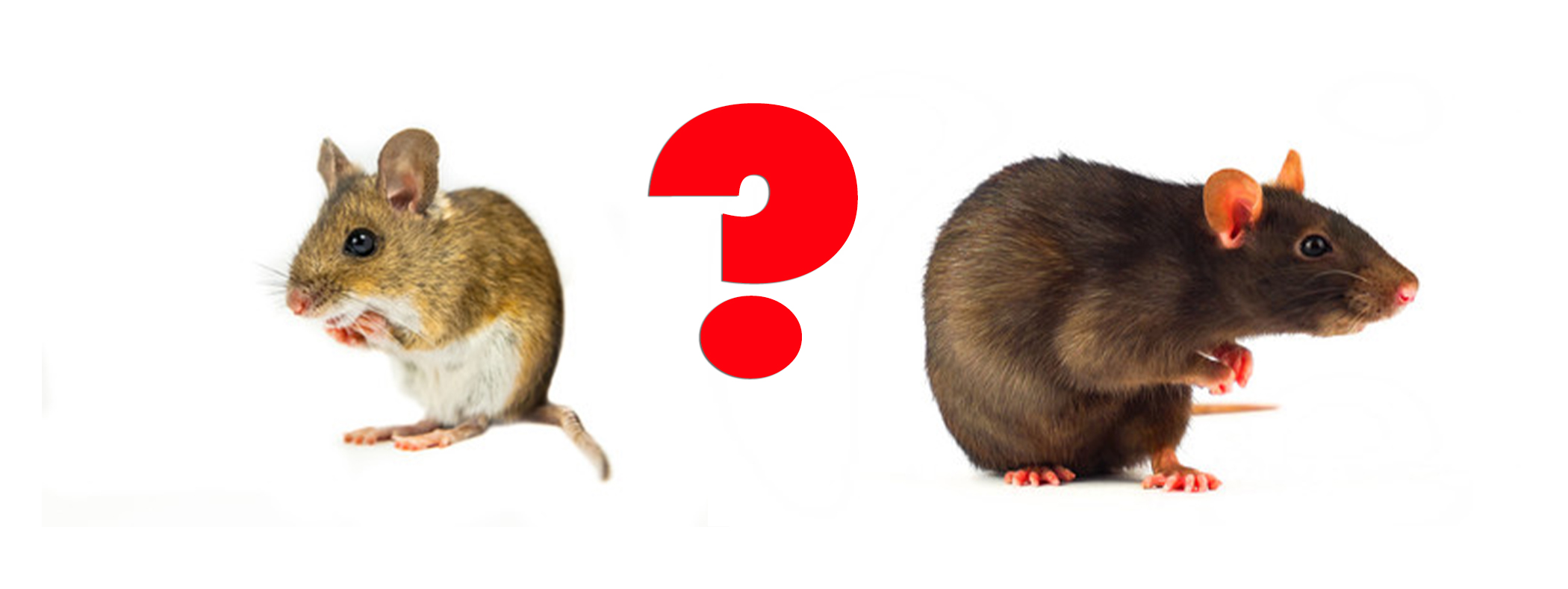 Detail Pics Of Mice And Rats Nomer 48